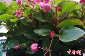 在小康路上的逆风翻盘：稻花村，花开正好图片