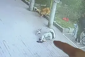 高空坠猫砸晕老人！猫主人：猫关在阳台，对方要15万太多了图片