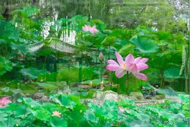 追寻朱自清先生的那片荷塘……图片