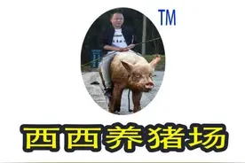 设计总监开的养猪场，终于要换新LOGO了图片