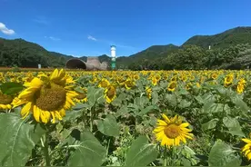 五彩水稻田见过吗？浙江最大的向日葵花海在哪里？美丽的安吉余村欢迎你图片