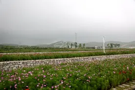 石头上种花 废弃采石场成景区图片