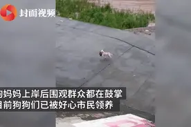 洪水中救崽的狗妈一家被收养，网友：谢谢好心人图片