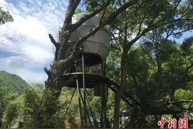 浙东山村“一网连天下”深挖绿色资源探振兴图片