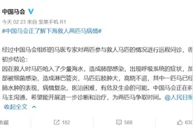 “救命恩马”第三匹也开始生病！救人者讲述：为何选择骑马下海？图片