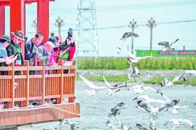 守护青海湖湟鱼重生的力量图片