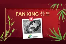 旅荷大熊猫宝宝取名“梵星”图片