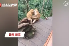 两只猴子接吻被发现害羞打闹，像极了人类的神情 网友：都是旅游的情侣教的图片