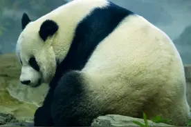 旅美大熊猫美香疑似怀双胎最快本周生，美国网友高兴坏了图片
