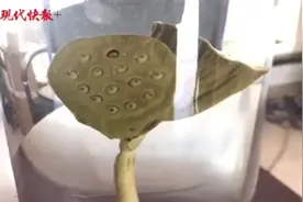 网红并蒂莲蓬已被制成标本，将在玄武湖长期展出图片