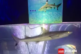 塑料恐龙、纸质版动物展......这些“坑”娃展览，你中招没？图片