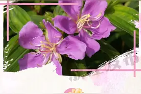 毛叶铁线莲是莲花吗？野牡丹是牡丹吗？图片