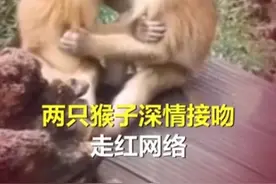 害羞！猴子接吻被人发现尴尬躲闪！网友：都是来旅游的情侣教的图片