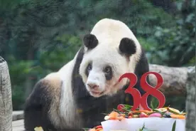 最长寿大熊猫“新星”庆祝38岁生日：相当人类年龄110岁视频封面