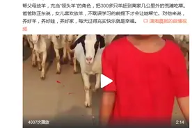 可爱！7岁女羊倌放牧320只羊 爸爸：我家最好的“领头羊”图片