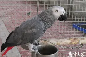 鸟笼里淘金日入千元！爱好变成了事业图片