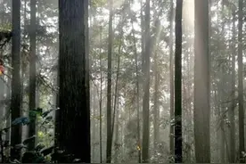女孩独自被困野兽出没的原始森林，夜色中众人搜山营救图片