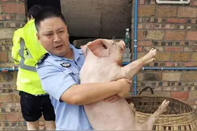 洪水猛涨猪仔遇险 民警抱猪照走红 当事人：赶不走的鸡鸭鹅也得抱图片