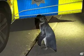 英国警察巡逻偶遇离家出走企鹅图片