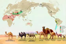 “神兽”羊驼，究竟是羊还是驼？图片