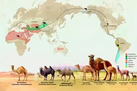 “神兽”羊驼，究竟是羊还是驼？图片