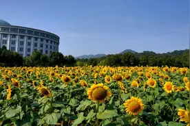 浙工大葵花地新身份揭晓！2022年亚运会板球场馆入驻图片