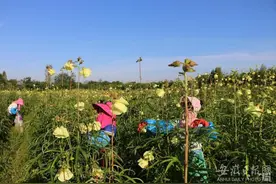 巢湖烔炀镇：花开朵朵富农家图片