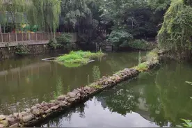 杭州这个公园池塘杂草绿毛消失，乌龟成群欢游图片