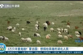 蒙古国送的3万只羊到中国直接送屠宰场变羊肉，称愿送给湖北！视频封面