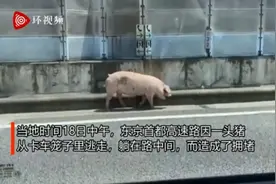 东京高速大堵车，只因一头猪逃跑后“热晕”在路中央……图片