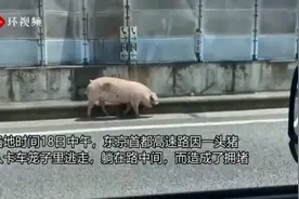 东京高速大堵车，只因一头猪逃跑后“热晕”在路中央……图片