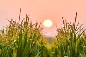 1.3亿吨缺口引发焦点关注：中国粮食到底够不够？图片
