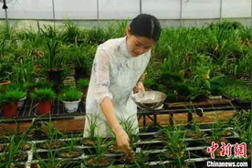 山中养兰 重庆“95后”花样女孩打造“花经济”图片