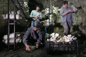 又潮又阴的山洞能做什么用？这个村用两处闲置山洞种蘑菇图片