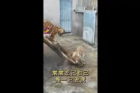 超可爱！四只小萌虎落户西安秦岭野生动物园图片
