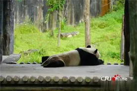 吃饭、爬树、打盹……熊猫有多萌？带你到四川雅安看看图片