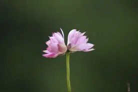 花蕾仅长3厘米！洪湖公园在碗莲中发现最小并蒂莲图片