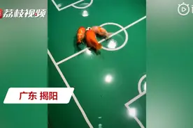 疫情宅家，广东一小伙训练金鱼踢足球 网友：鱼界的贝克汉姆图片