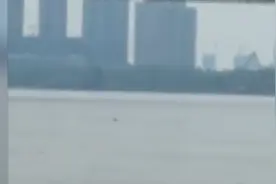 江豚成群出现！长江武汉段，他们意外拍到罕见的一幕......图片