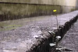 雨中送伞（小小说）图片