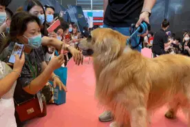 跟周到君逛亚宠展③丨什么！“巴黎时装周”来上海了？萌宠模特秀让你尖叫让你欢笑~附秀场预告图片