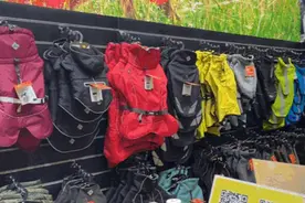 跟周到君逛亚宠展④丨狗狗穿婚纱美到爆！让“主子”们变身网红前，来听听专业设计师的萌宠穿衣经图片