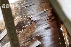 厨房惊现老鼠药 邻居：台风吹落的图片