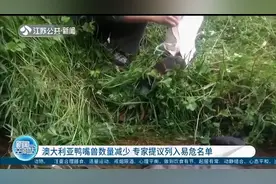 澳大利亚鸭嘴兽数量减少，专家提议列入易危动物保护名单视频封面