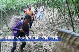 贵州桐梓首批大娄山方竹笋“空降”上海视频封面