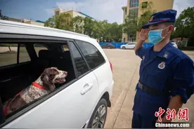 武汉一批搜救犬光荣退役 消防员敬礼送别图片