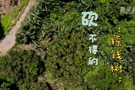 奋斗的幸福｜砍不得的“摇钱树”视频封面
