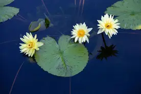 没想到吧，睡莲不仅能赏能养，还能喝图片