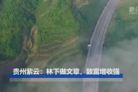贵州紫云：林下做文章，致富增收强视频封面