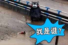 抗洪英熊！400斤熊本熊奇幻漂流1200米回家了图片